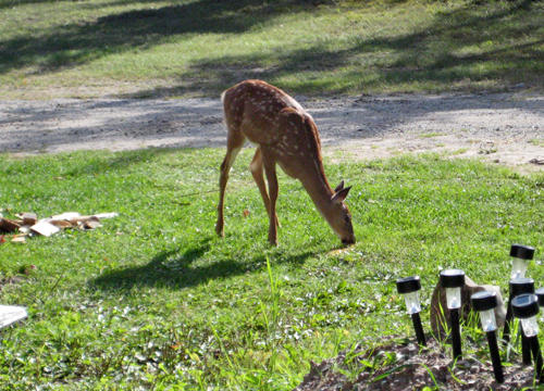 Barbeau MI Resort Near Sault Ste Marie | Cabin Rentals on St Mary's River near Sault Ste Marie